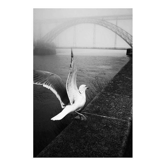 Photo d'art signée "Morning fog#4"