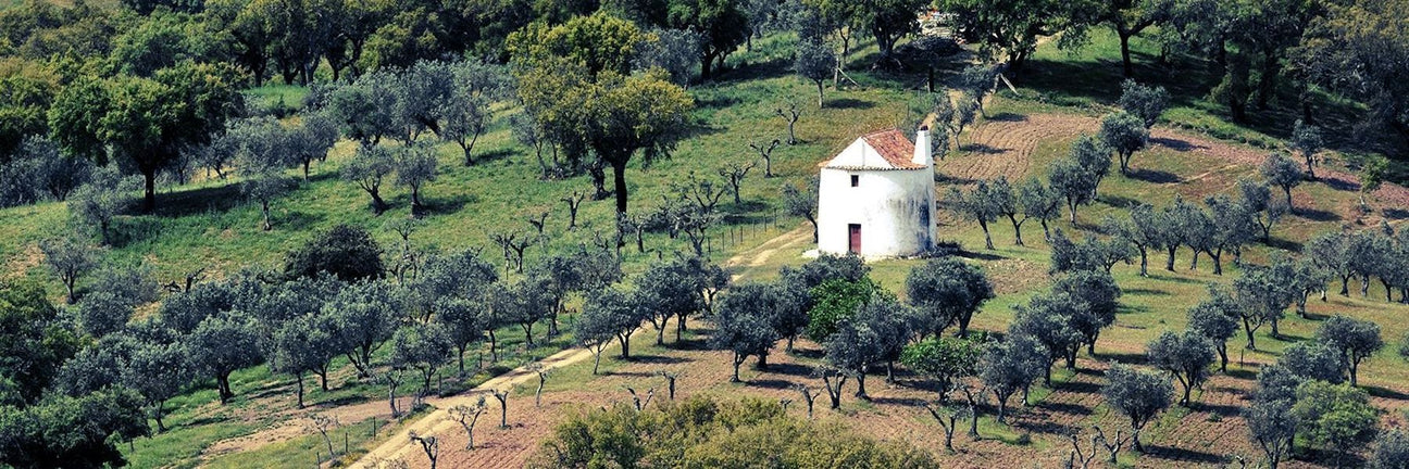 Découvrez les meilleures huiles d’olive et épices portugaises