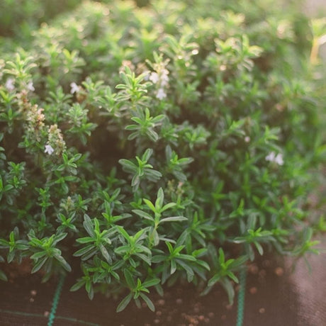 Sarriette BIO (Segurelha)