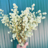 Thym portugais BIO dit Sel vert (Tomilho Bela Luz)