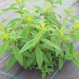 Verveine citronnelle BIO (Lúcia Lima)
