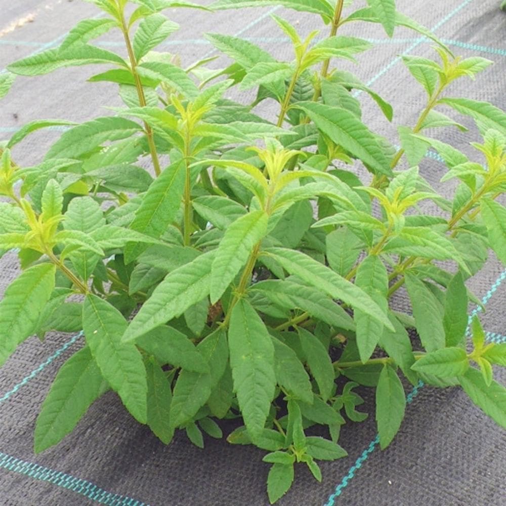 Verveine citronnelle BIO (Lúcia-Lima)