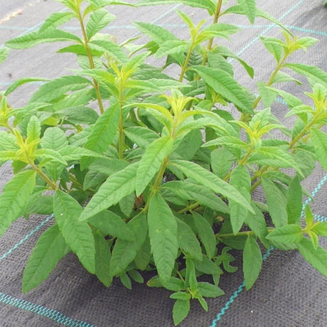 Verveine citronnelle BIO (Lúcia-Lima)